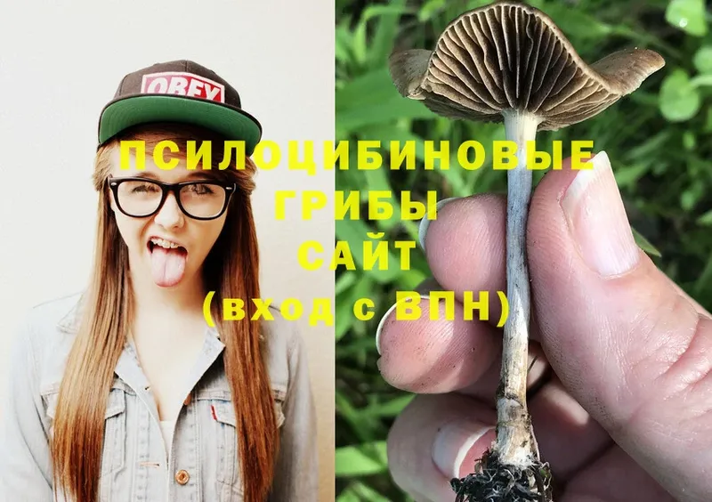 Галлюциногенные грибы Cubensis  цена   Боровск 